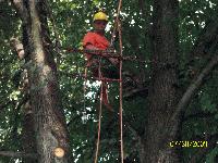 Tree Crew