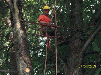 Tree Crew