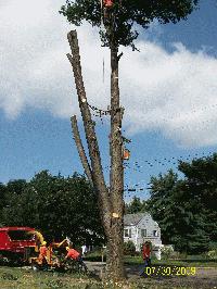 Tree Crew