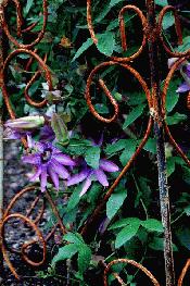 Garden Ironwork