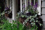 Garden Window Boxes