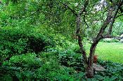 Garden Integrating Into Woodland