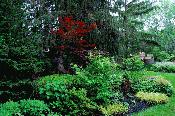 Garden Integrating Into Woodland Setting