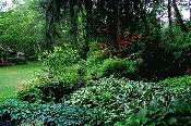 Garden Integrating Into Woodland