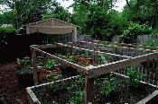 Vegetable Garden