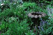 Shade Low Light Garden