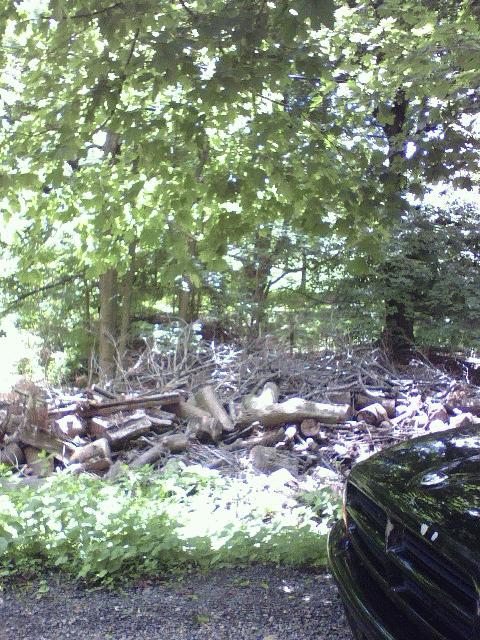 The Wood Pile