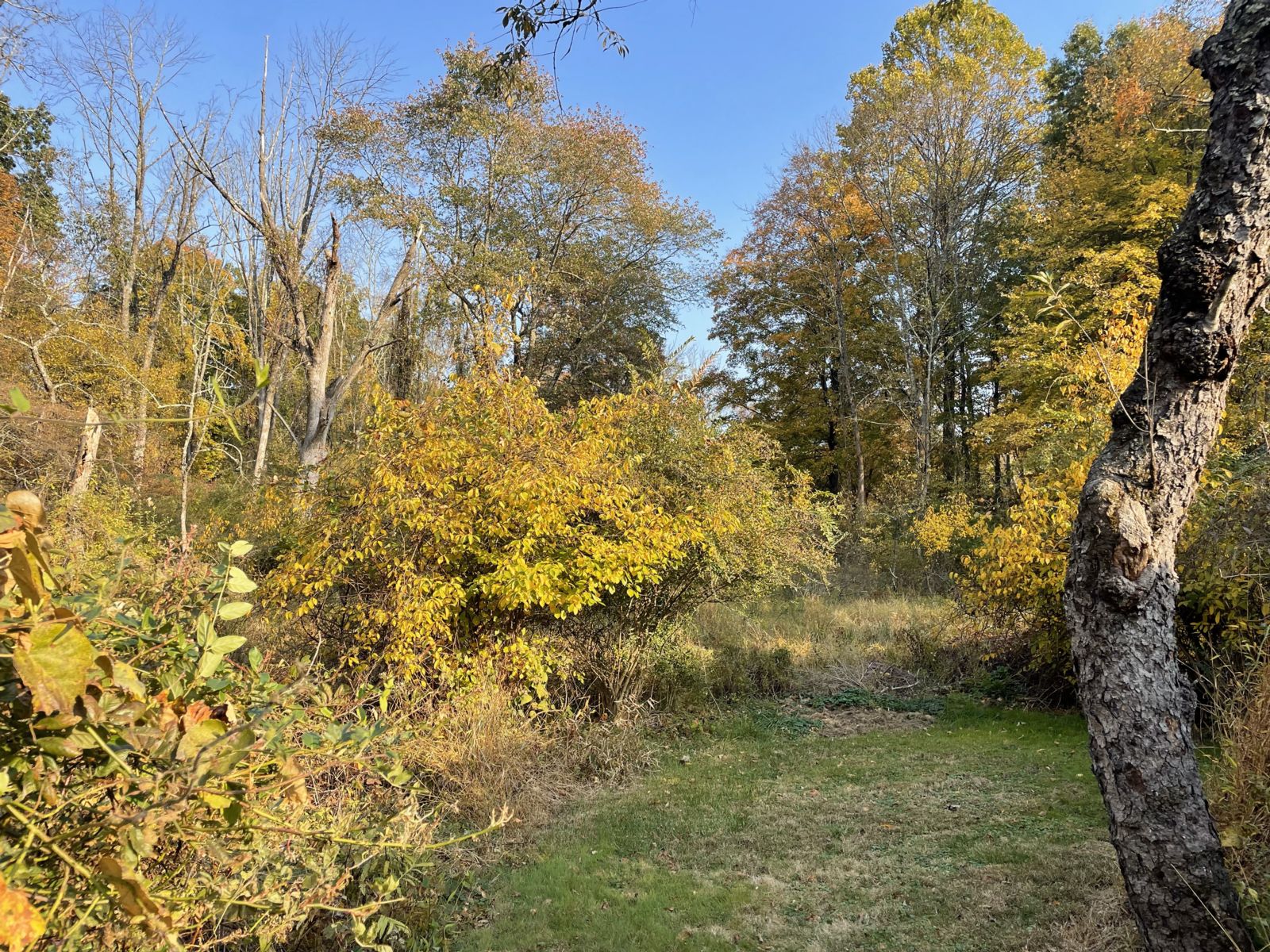 Cosma Nature Area Greenery/Open Space