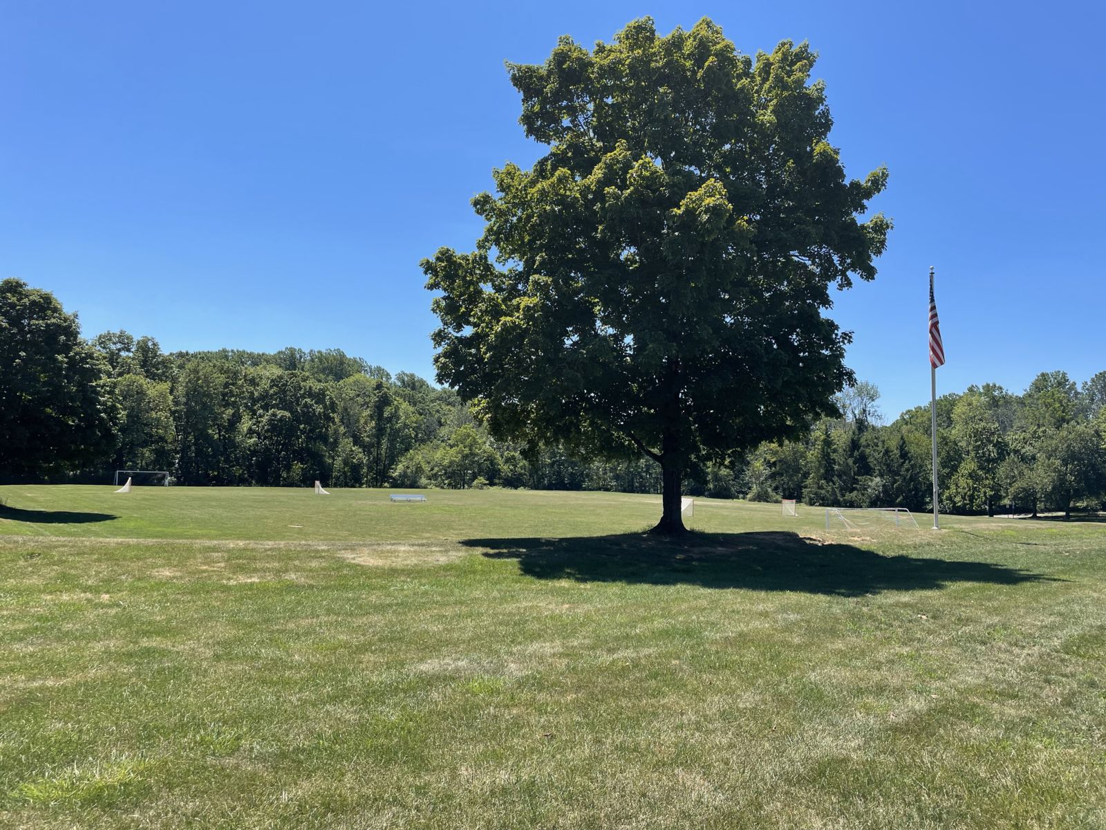 Botti Field Oak Tree